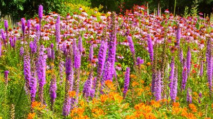 Variety of brightly colored native flowers