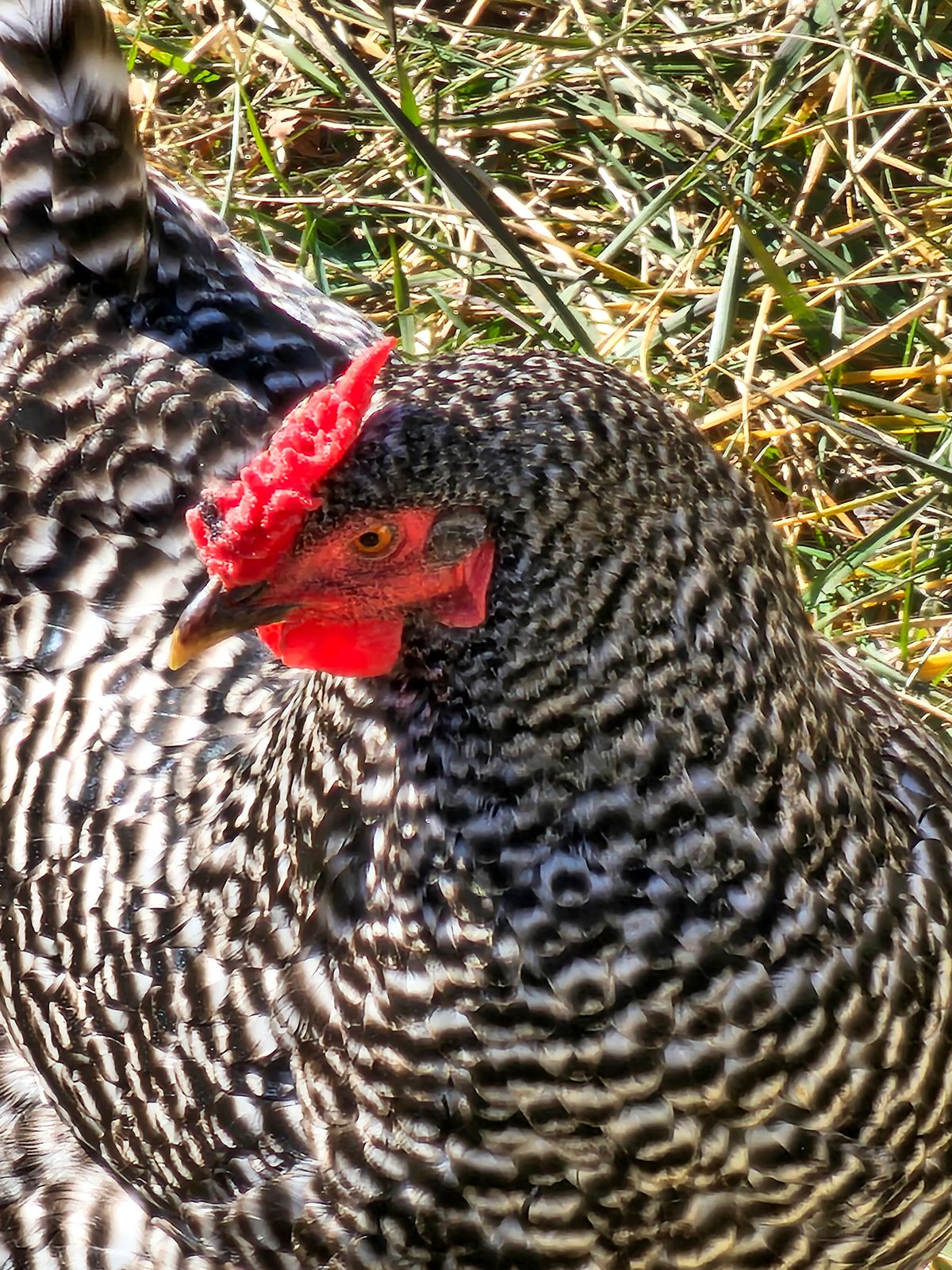 A 20x telephoto camera sample from the Samsung Galaxy S23 Ultra