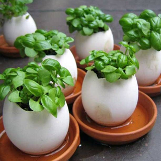 green plants in white pots and brown plates