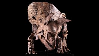 The enormous triceratops fossil is is expected to fetch between $1.4 million and $1.8 million.