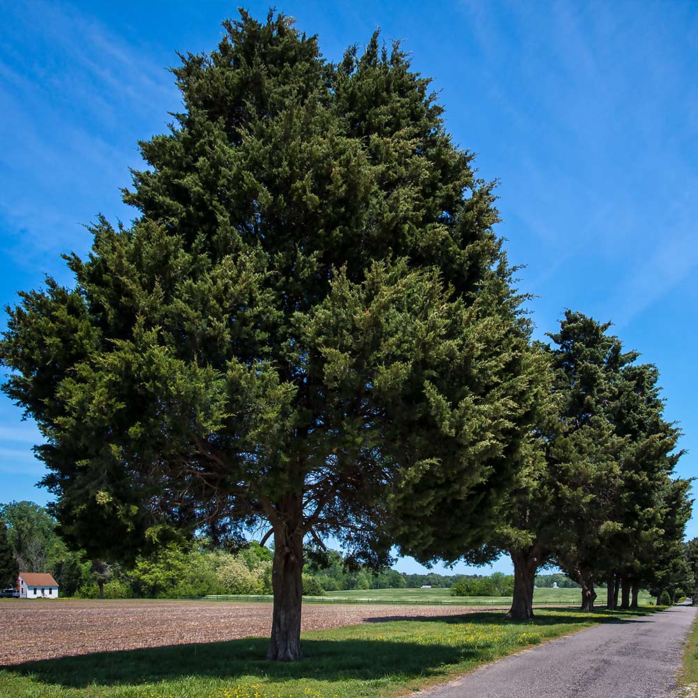 eastern red cedar trees
