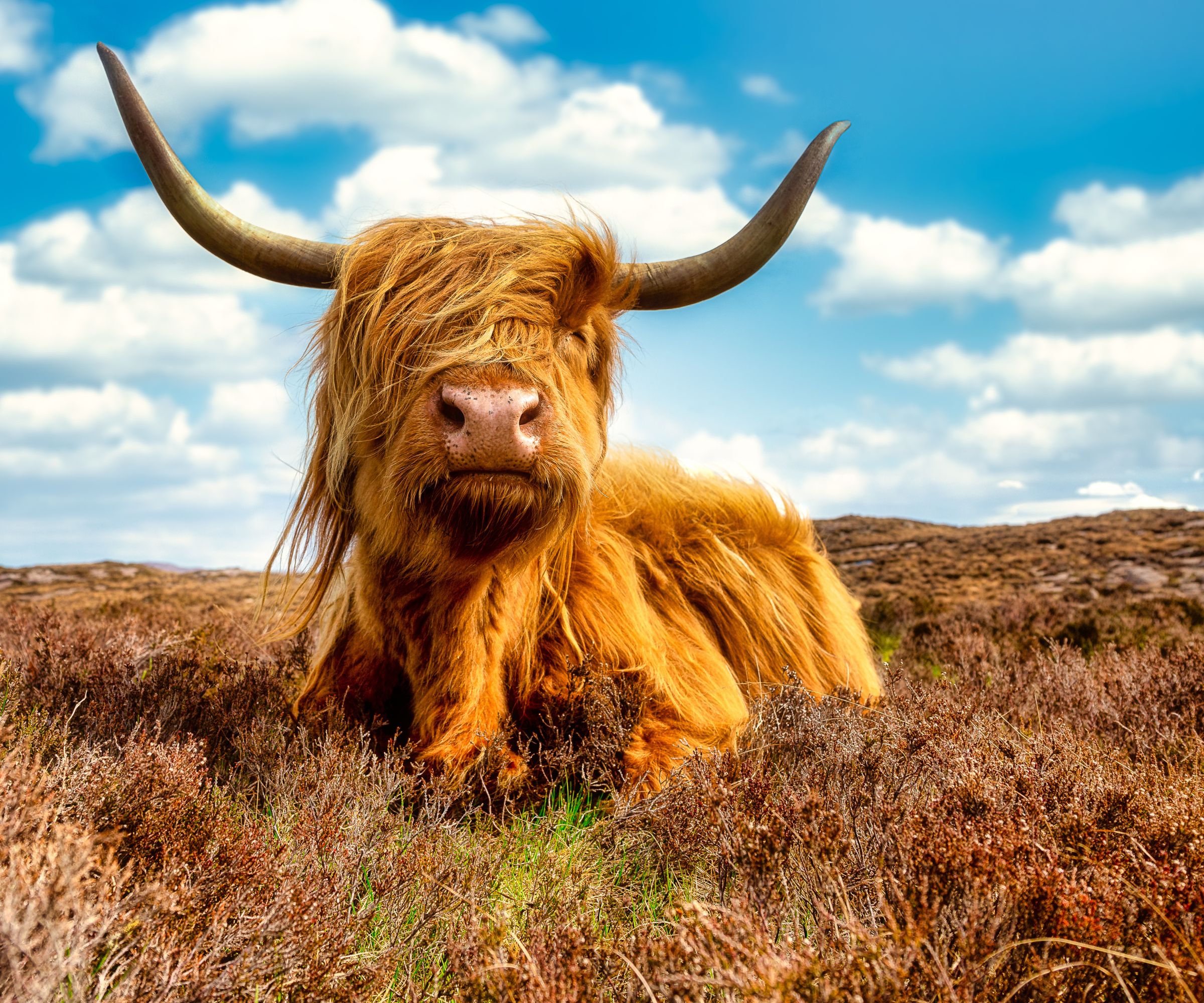 Highland cow