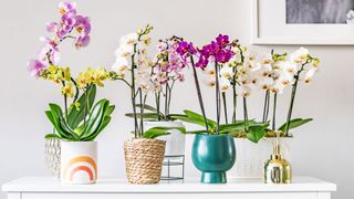 selection of orchids in plant pots