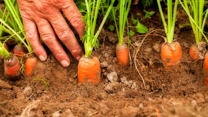 harvesting carrots from a vegetable garden