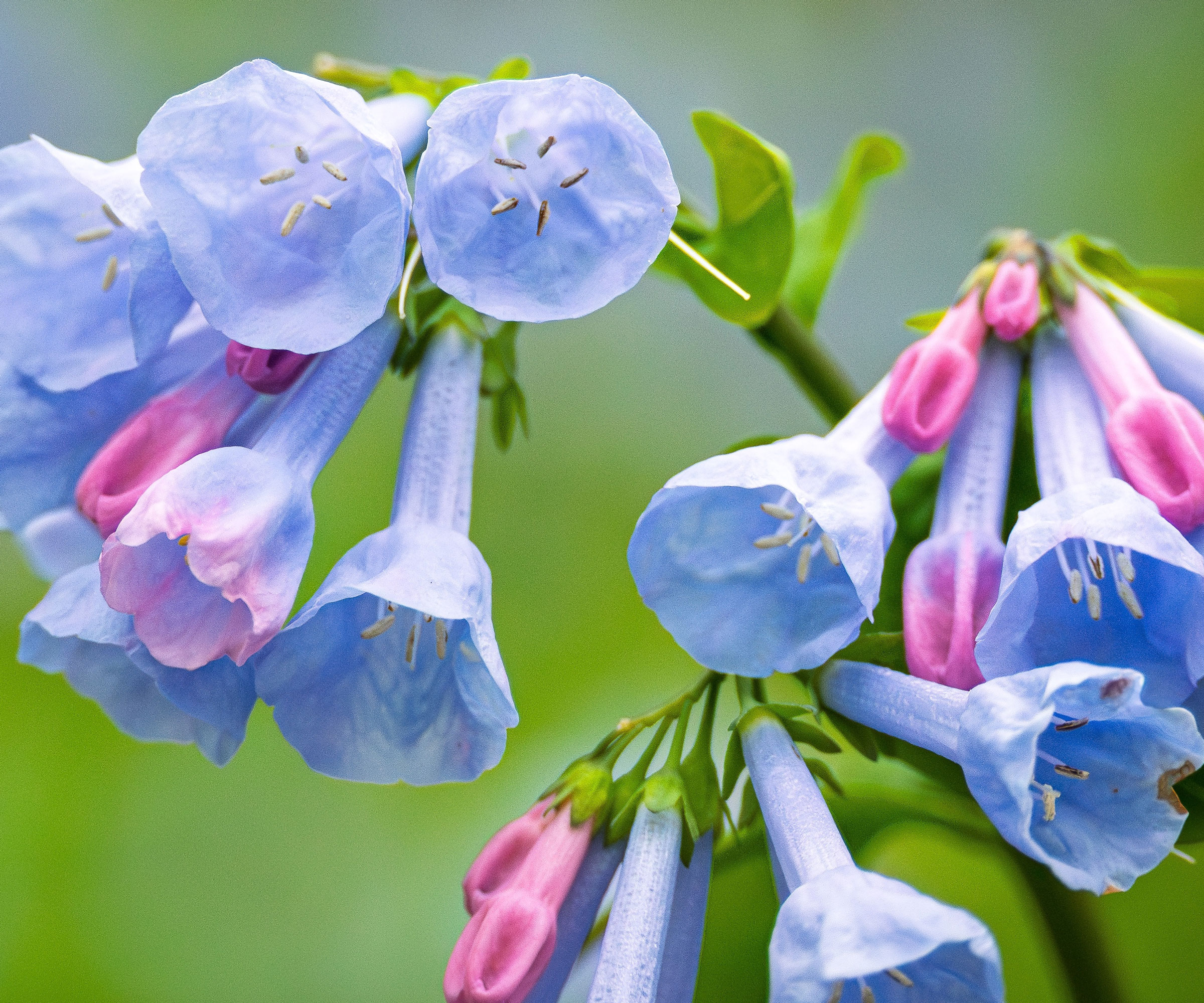 Virginia bluebells with pinky blue flowers