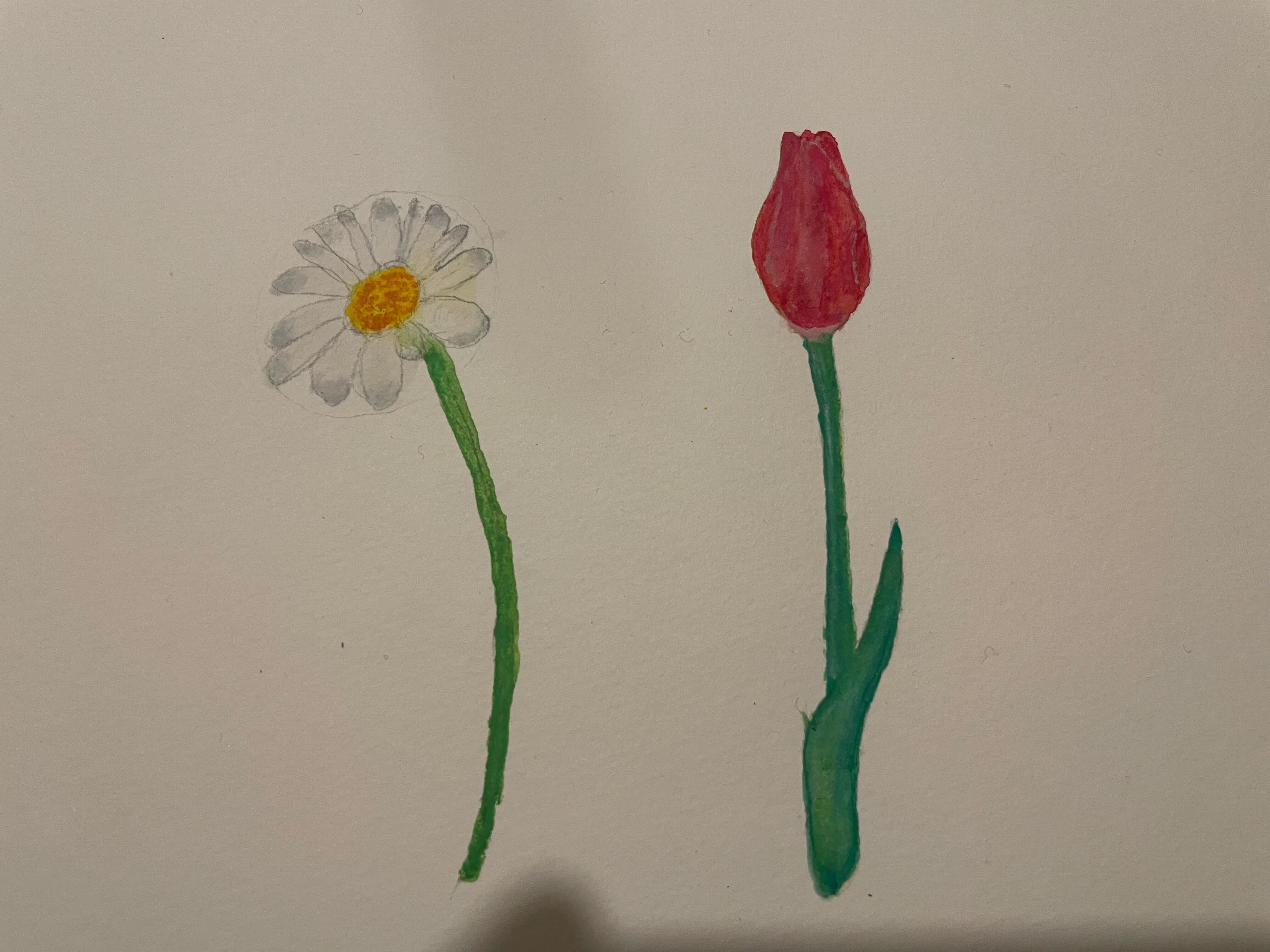 illustrations of flowers - a daisy and a tulip done in watercolours