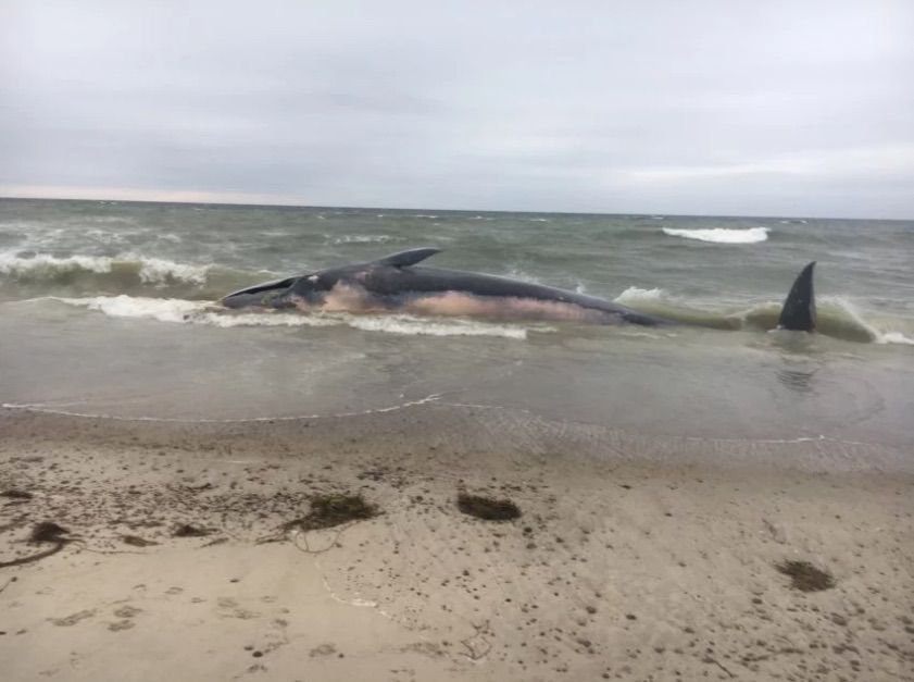 fin whale, finback whale