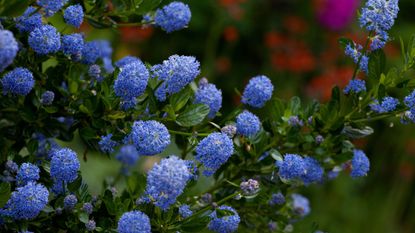 Blue flowering Ceanothus or California lilac shrub