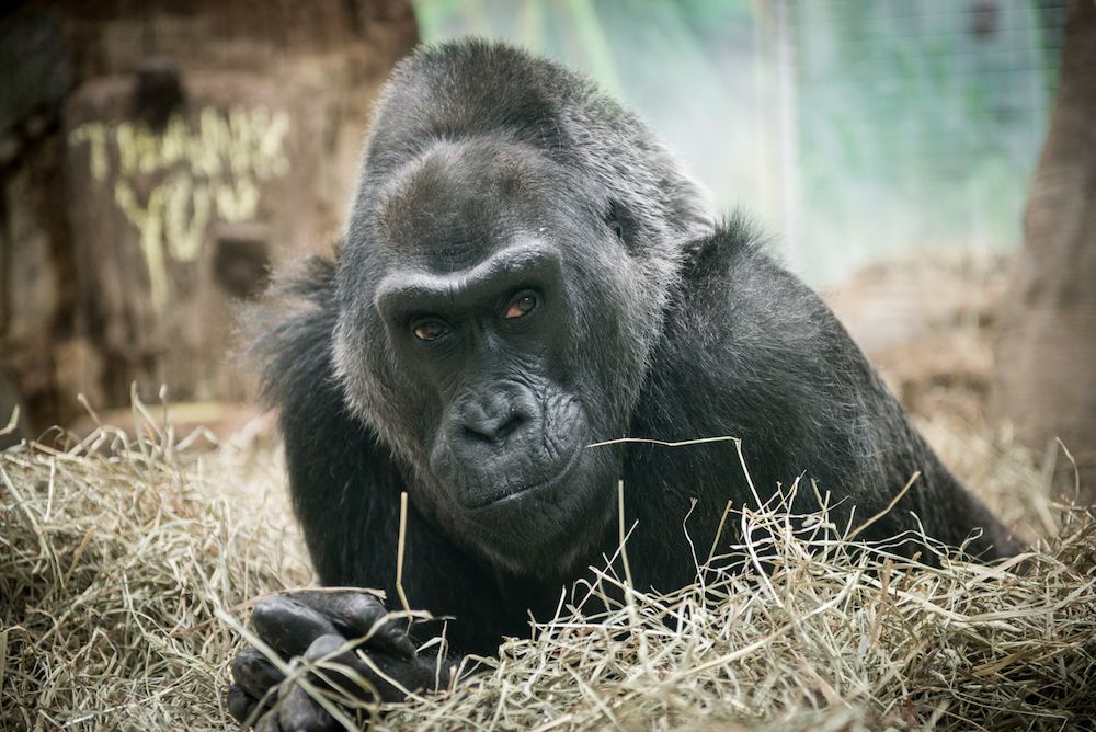 colo the gorilla in 2015