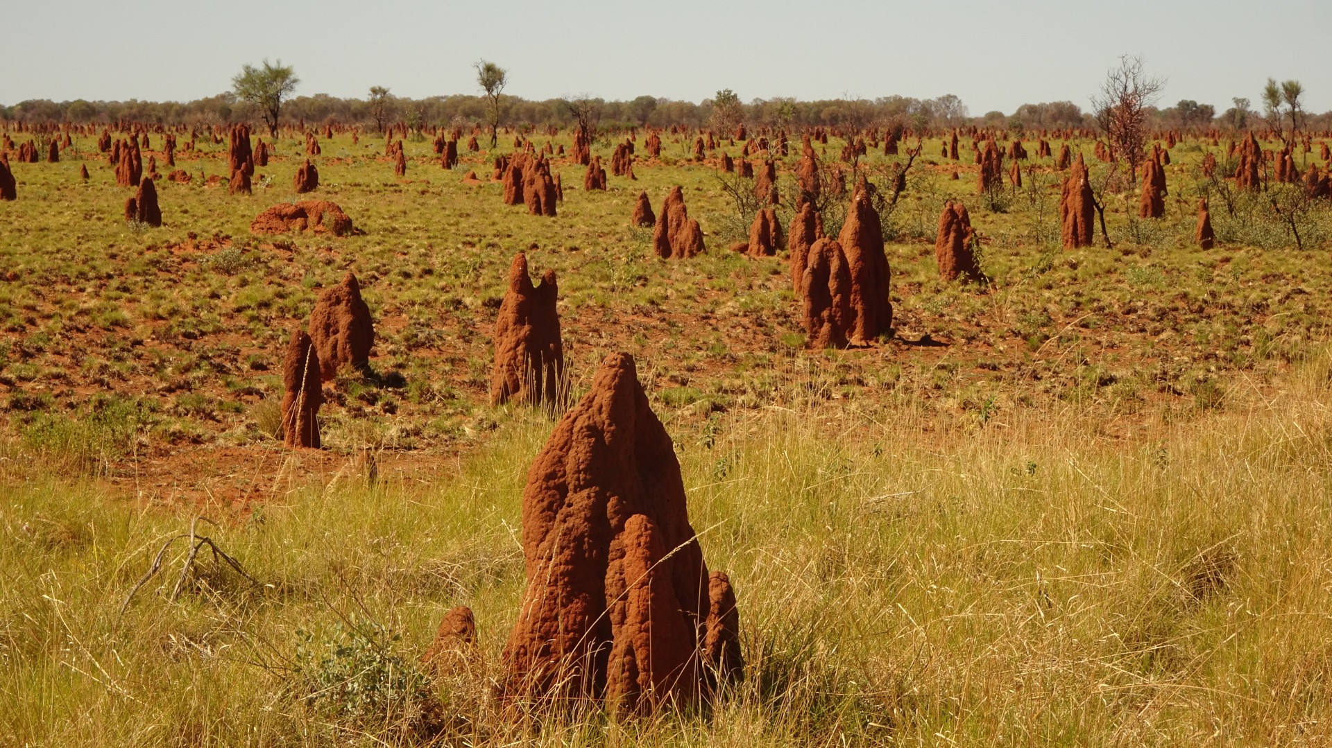 Towering termite colonies in Africa