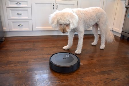 Dog staring at the iRobot Roomba i3+ in a kitchen