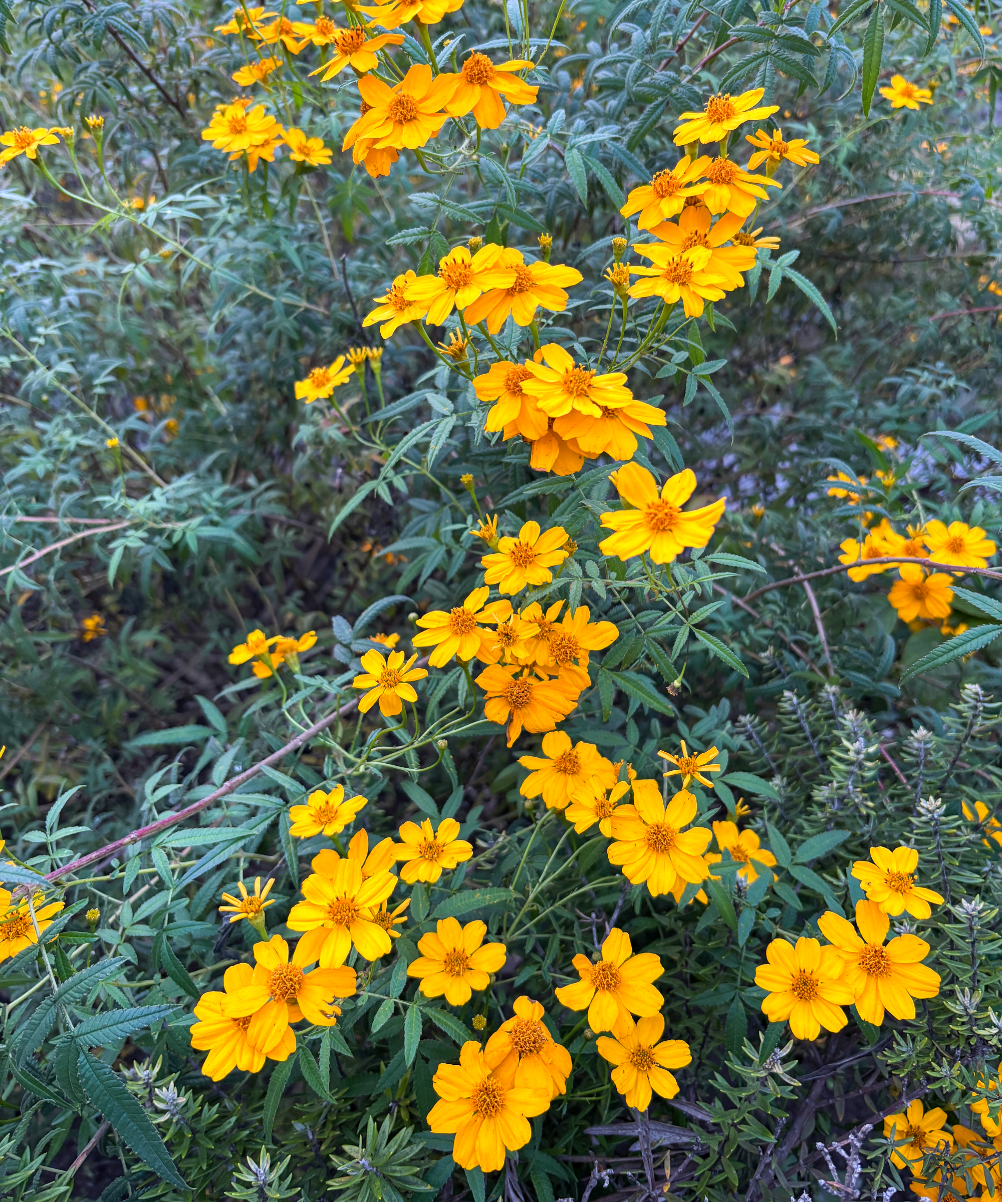 Tagetes Lemmonii or Mexican bush marigold growing in a garden