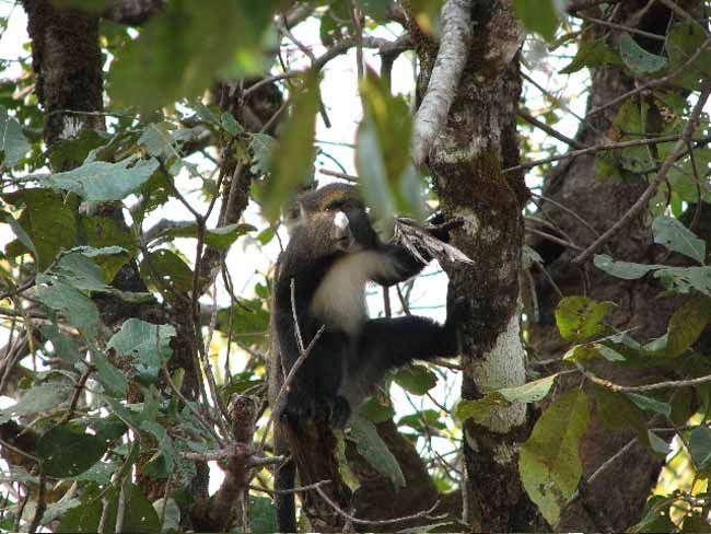 Monkeys Use 'Code Words' to Warn of Predators | Live Science