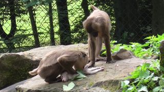 A mother drill monkey inspects the corpse of her infant son