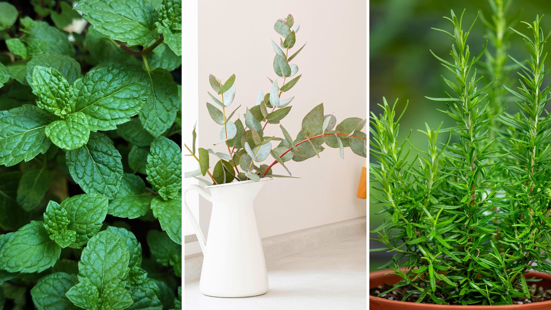  composite of peppermint, eucalyptus and rosemary