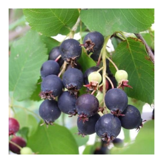 A close-up of serviceberries