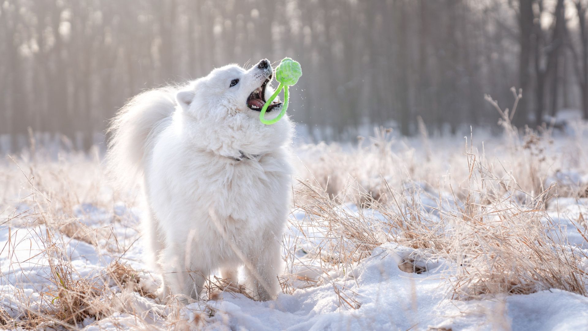 samoyed playing with a rope toy in the snow