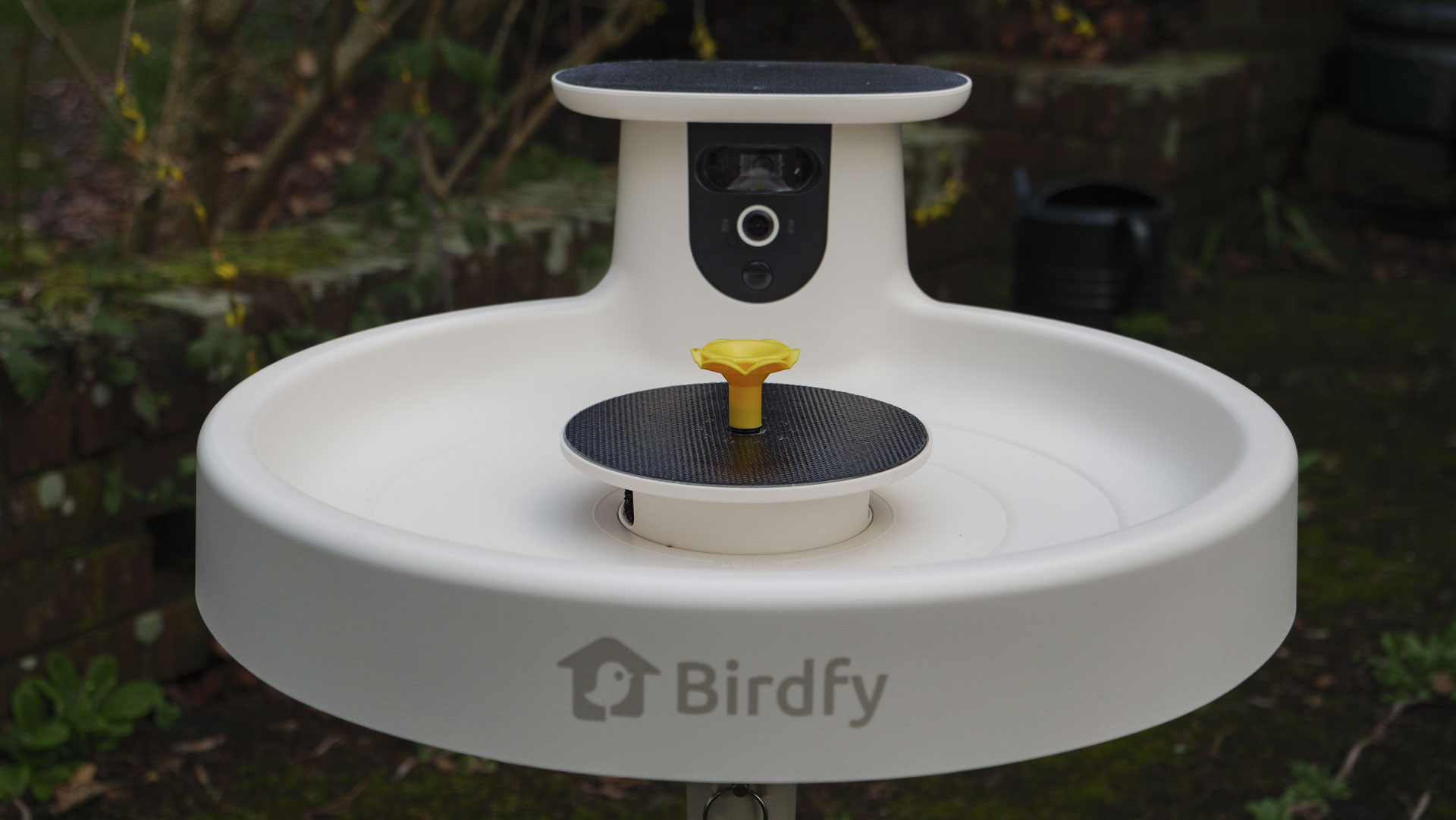 Birdfy Bird Bath Pro camera in a garden