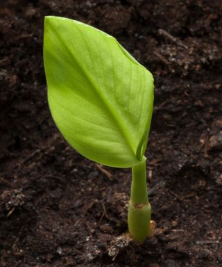 Young turmeric plant growing