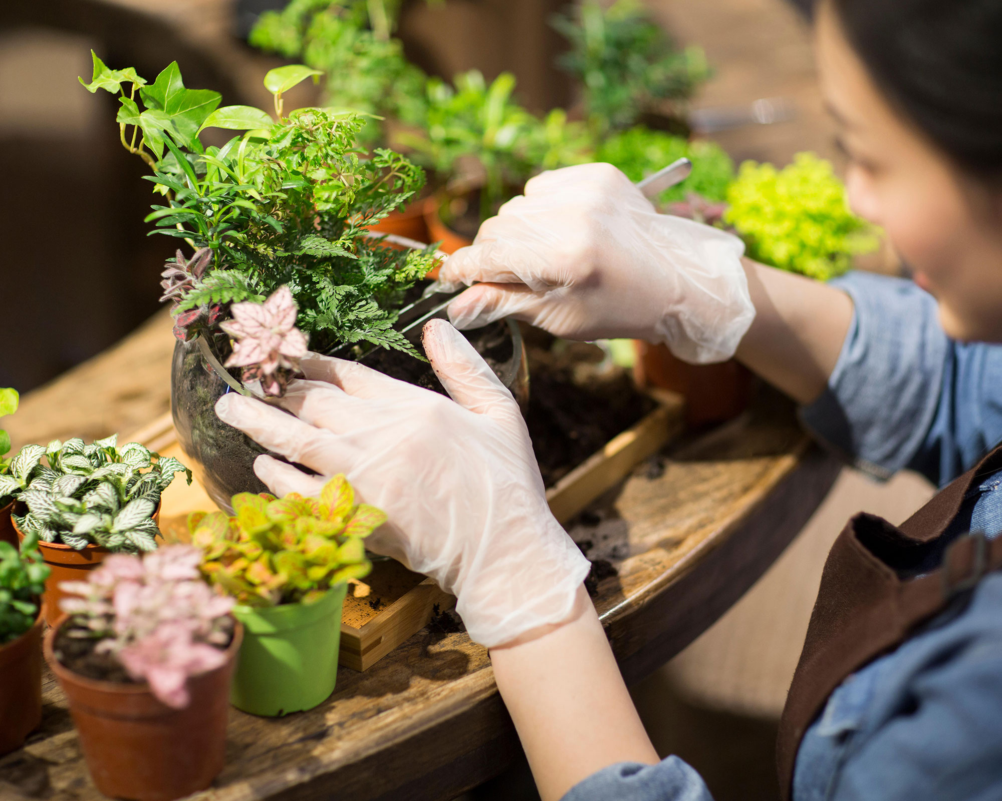 Terrarium care 5 mistakes to avoid to keep yours healthy Gardeningetc