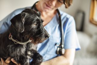 dog with vet Female veterinarian holding a little schnauzer in her arms while standing in her office