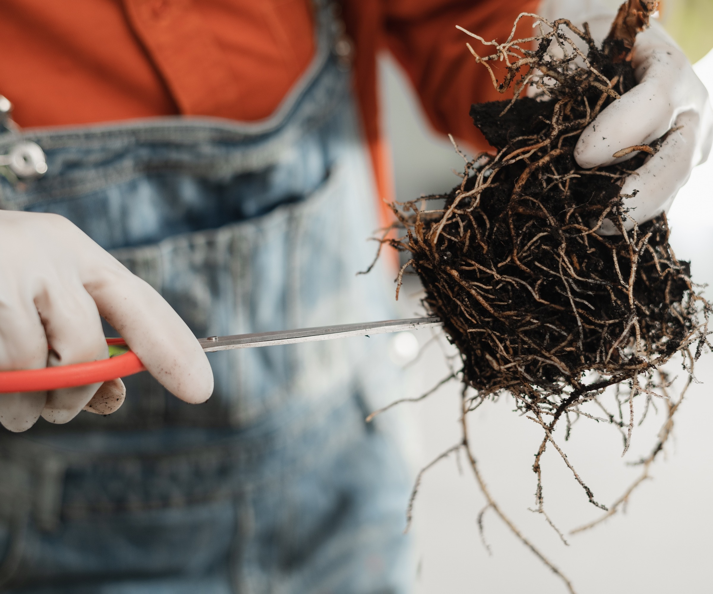 Person trimming plant roots with scissors