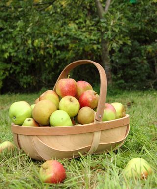 harvested apples in a trug by a tree