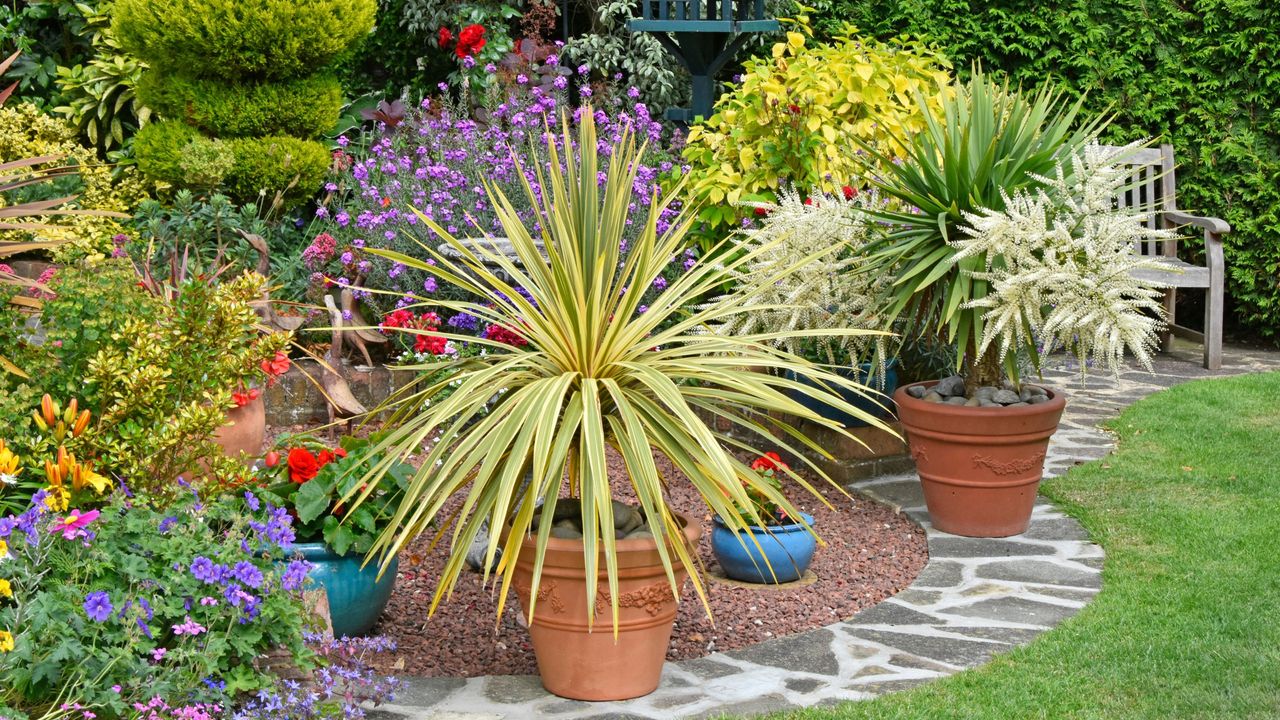 best evergreen plants for pots Back garden design mixed plants for colour effect &amp; potted plants for flexible varied arrangements with conifer hedge backdrop summer