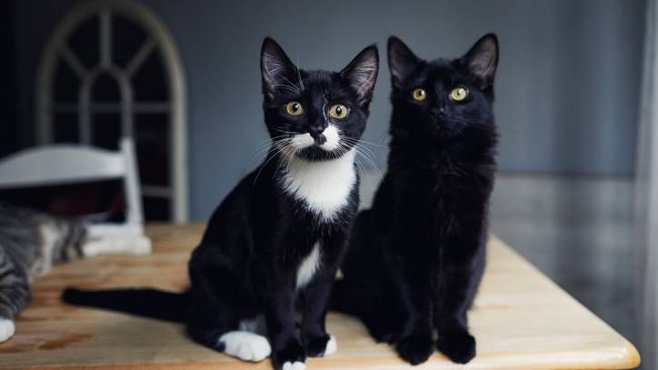 two cats sitting together