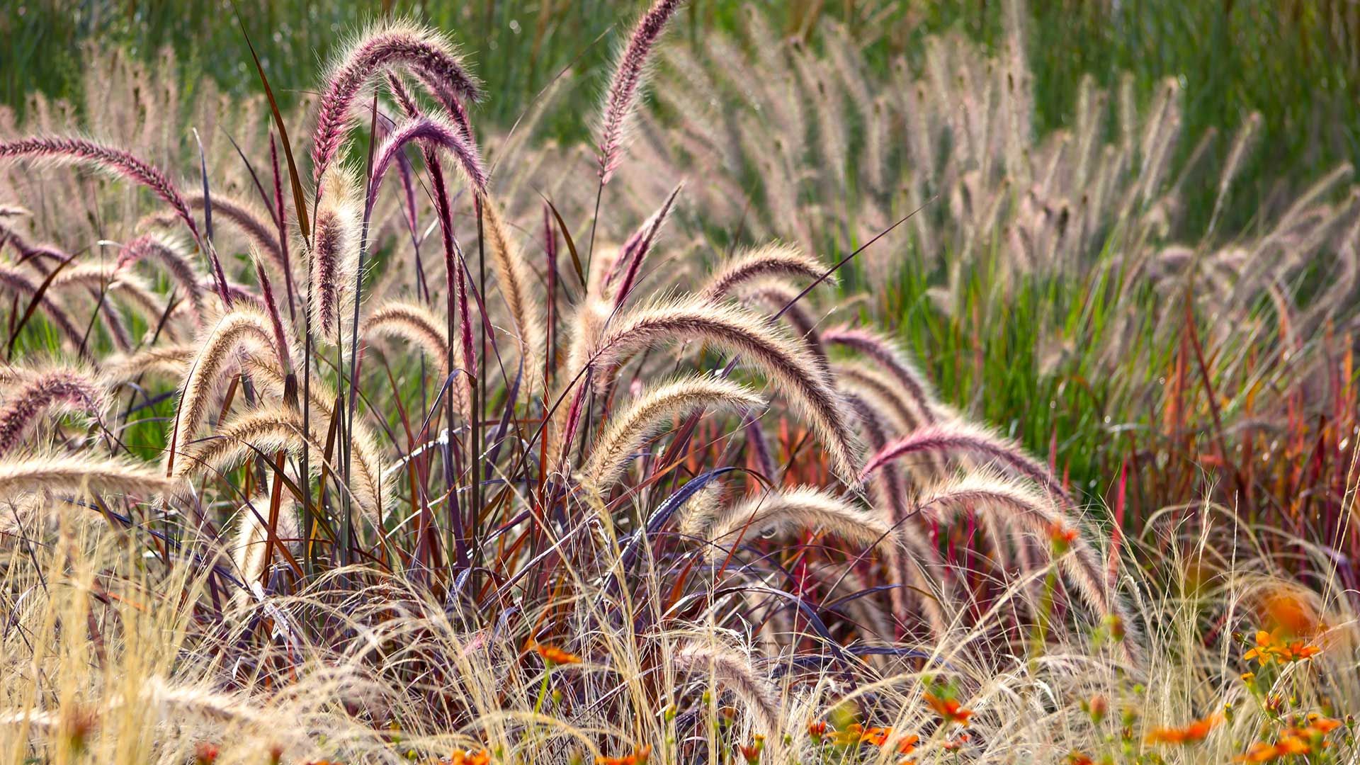 ornamental grasses growing