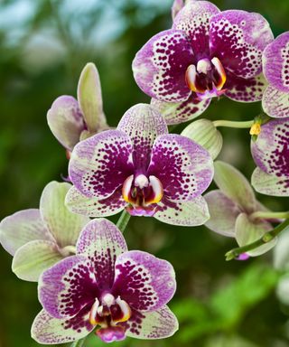 Flowers of purple moth orchid
