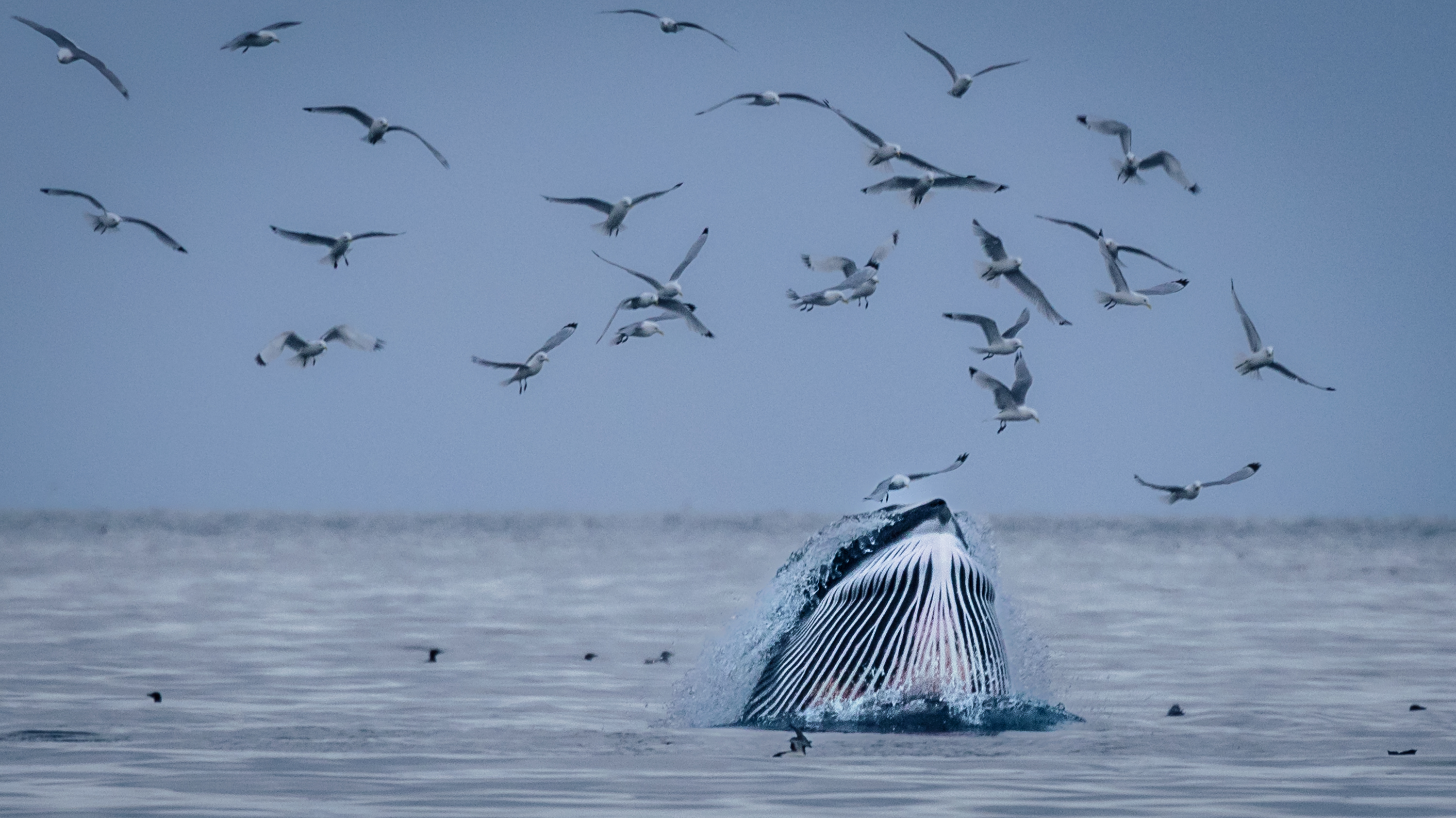 A minke whale surfaces near Isfjord Radio, Svalbard