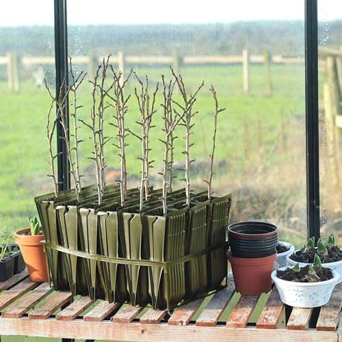 Haxnicks Maxi Rootrainers | Reusabe Extra Deep Root Trainers | Planting Trees | Growing Trees From Cuttings | Black, 40 Cells | Rt230101