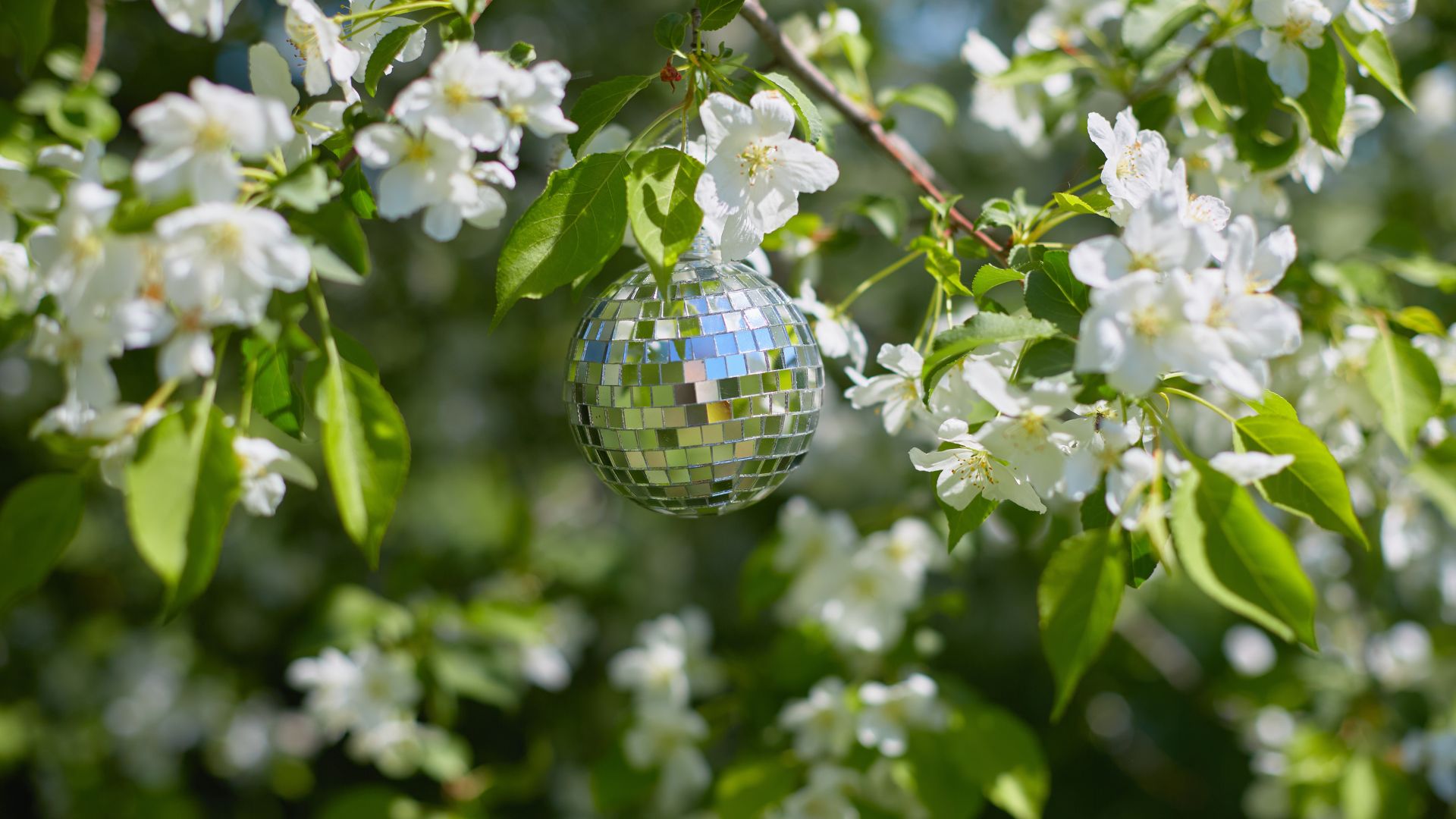 picture of blossoming tree in garden during summer