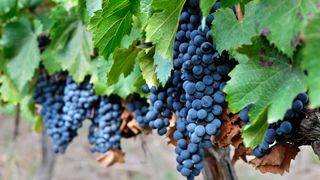 Cabernet Franc wine grapes