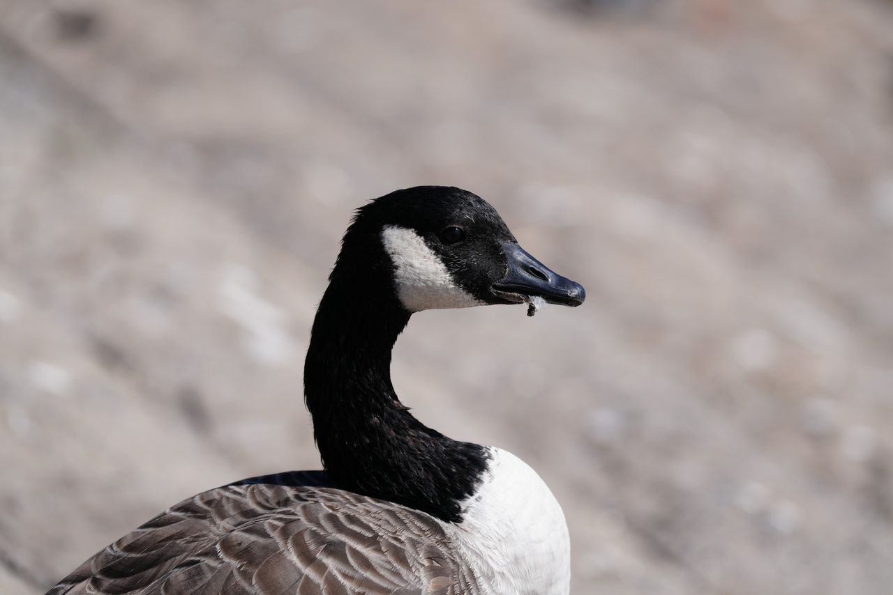 Sony FE 400mm f/4.5 GM OSS sample image