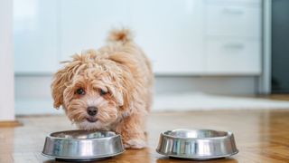 Dog eating and drinking from its water and food bowls