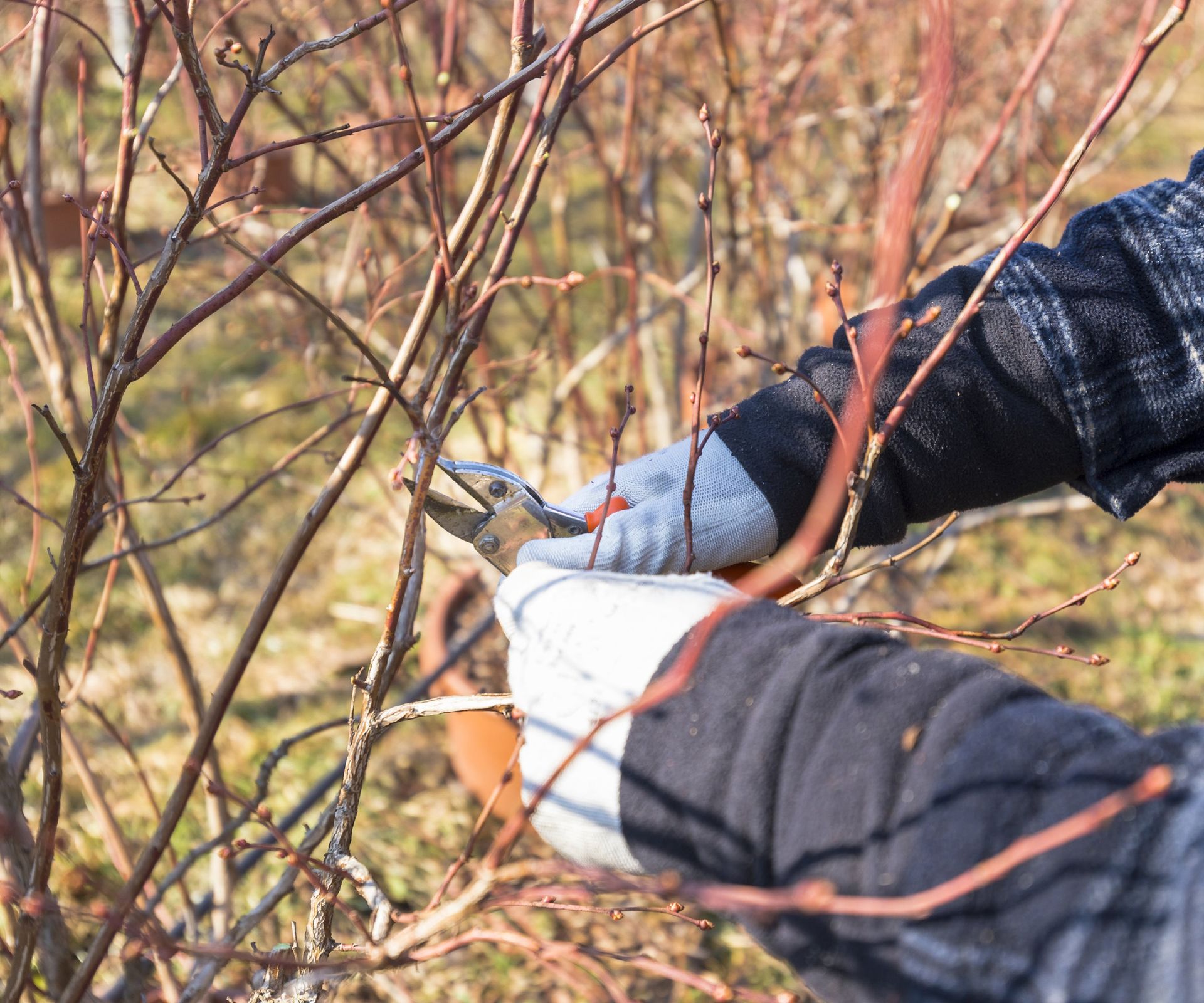 Κλάδεμα ενός θάμνου βατόμουρου το χειμώνα