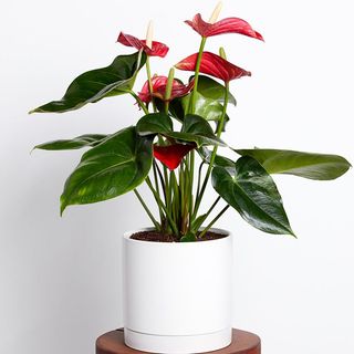 Greendigs anthurium