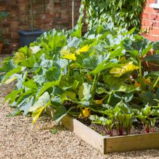 Zucchini growing alongside leafy greens in a raised bed.