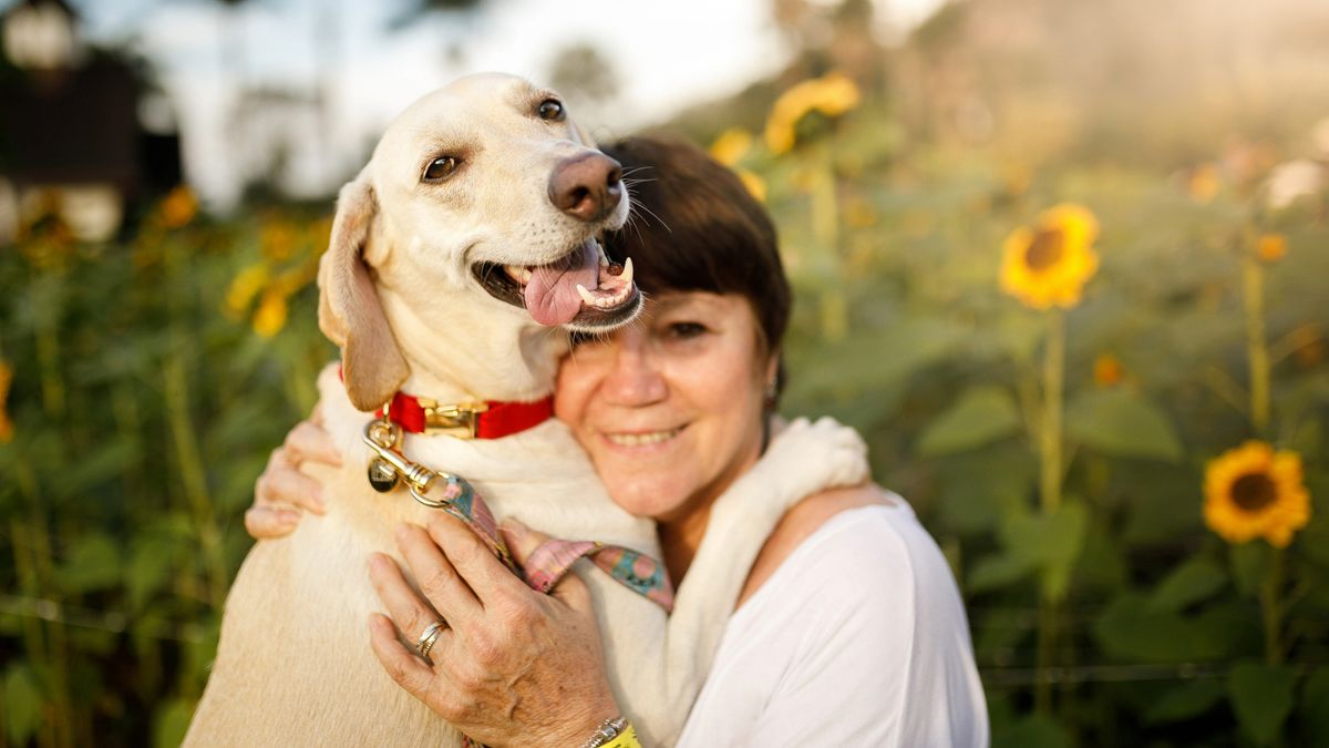 Labrador hugging their owner in a field of sunflowers