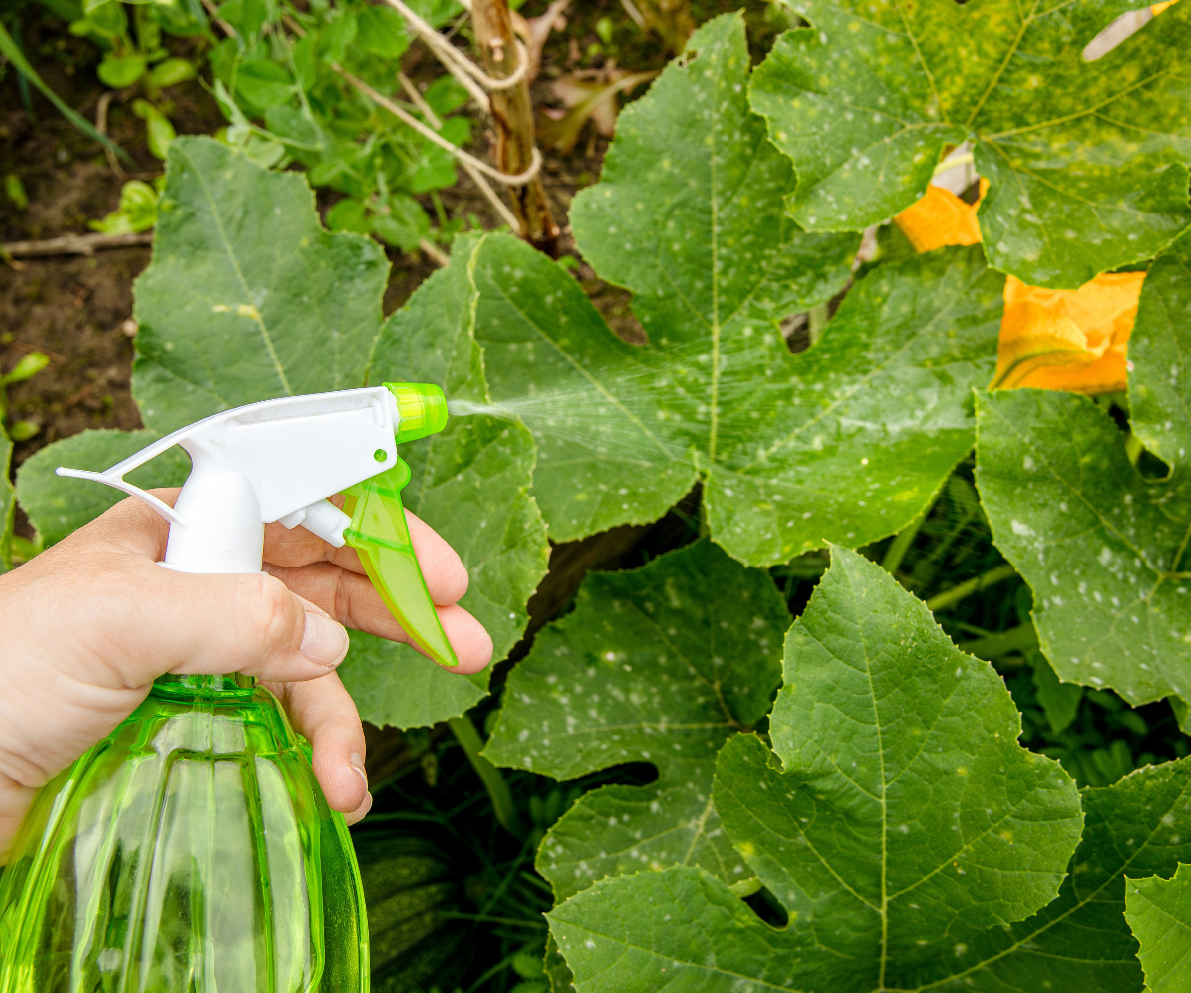 powdery mildew on plant leaves being sprayed with organic neem oil spray