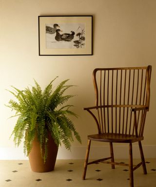 A large boston fern beside a wooden chair