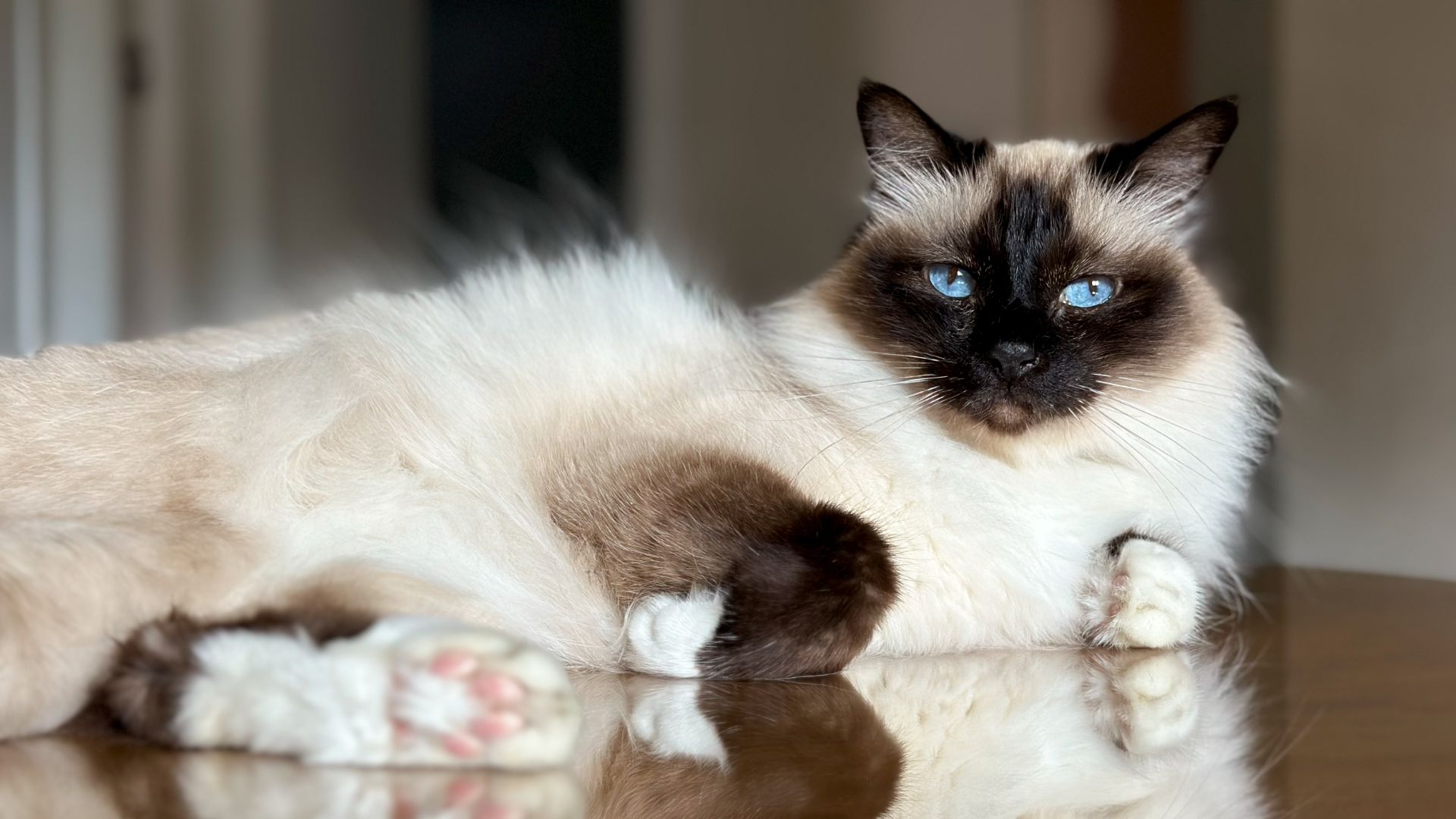 A long-coated creamy-coloured cat with dark points reclines on a wooden table, bright blue eyes looking at the camera