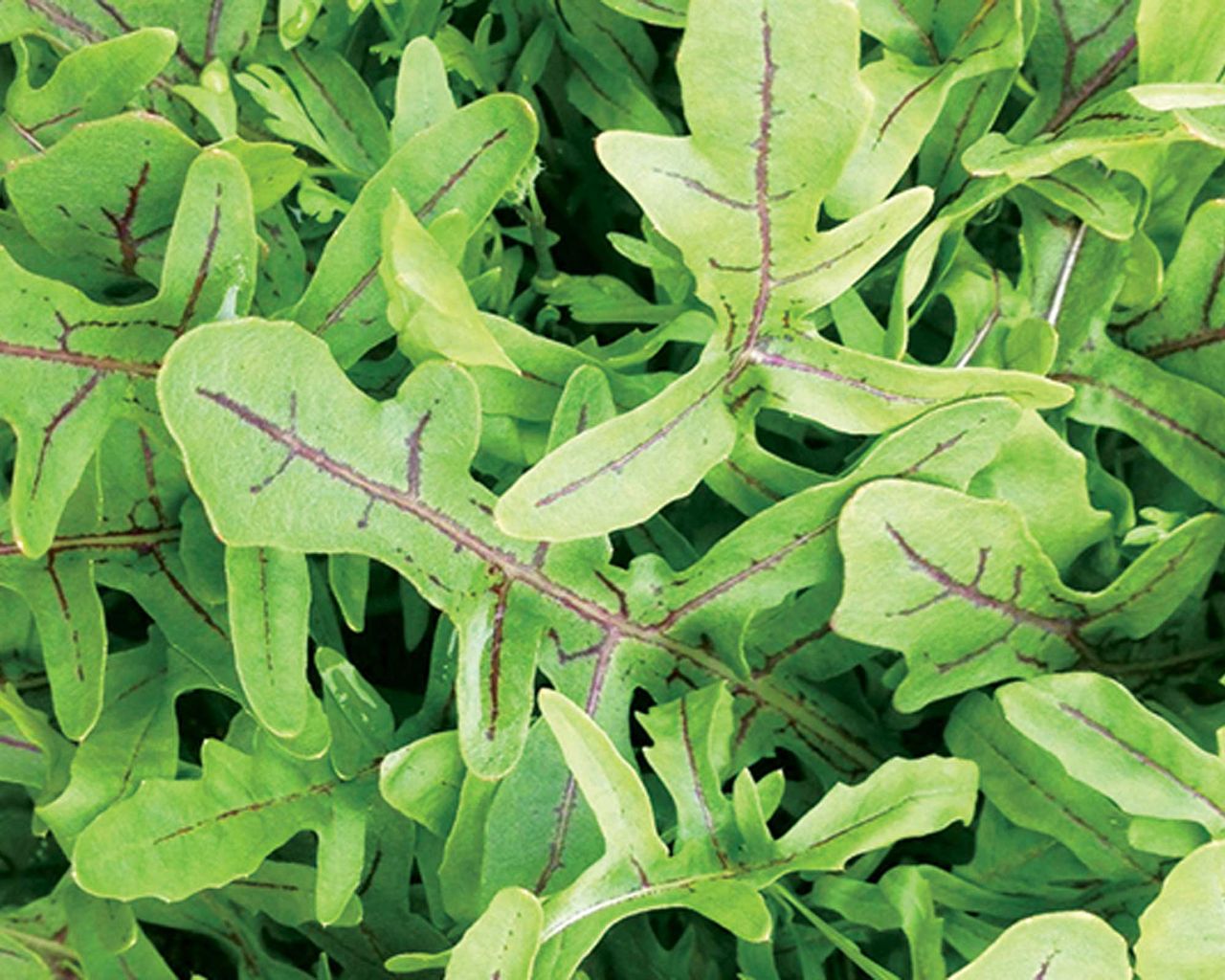 Home Advice Vegetables to plant in August: top 10 crops to sow and grow for months of easy harvests 2 Rocket Dragons Tongue at harvest