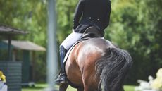 dressage bits elimination Hartpury winter dressage championships