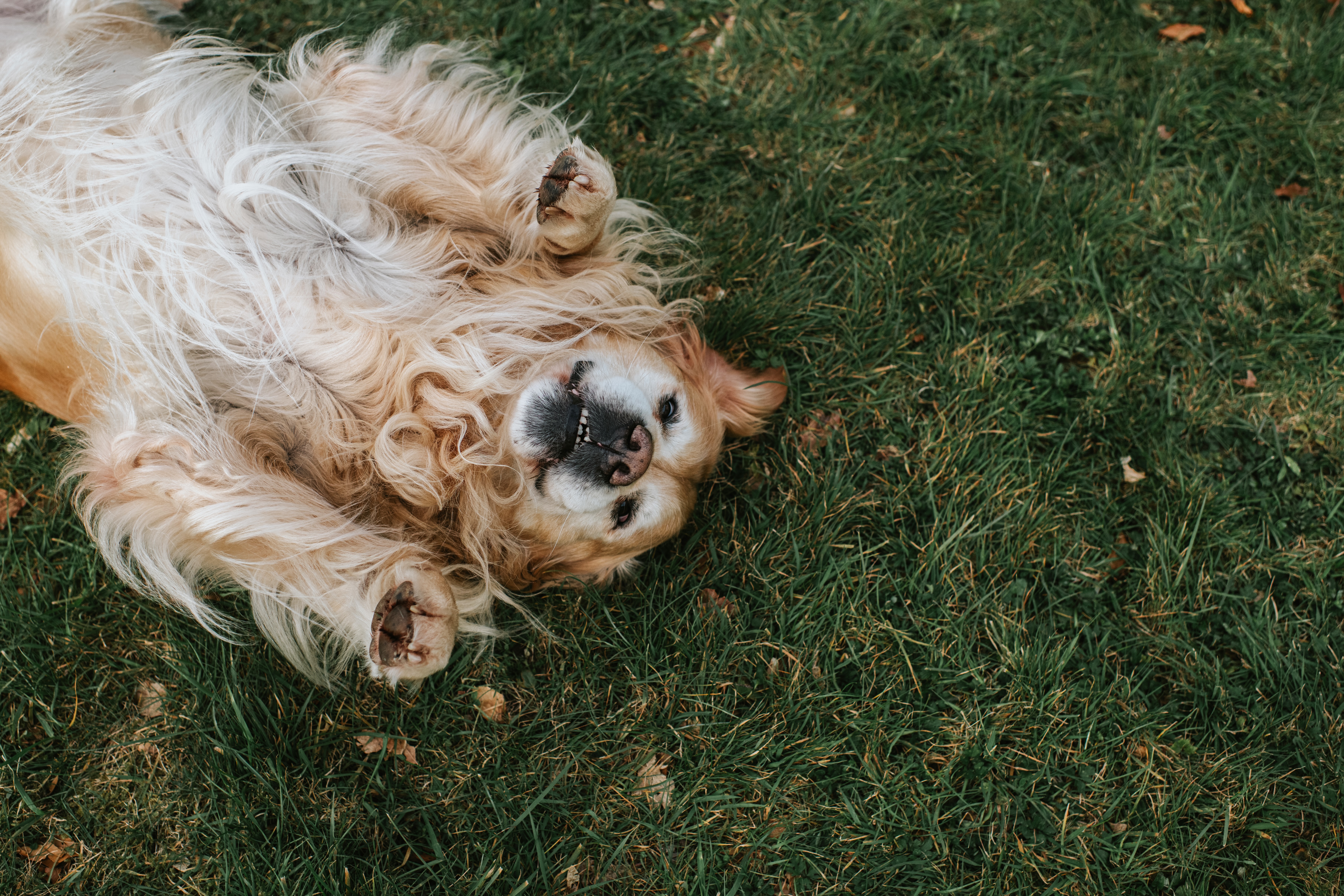 Golden retriever rolls onto his back on grass