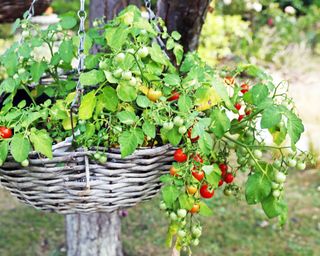 Tomatoes in hanging basket