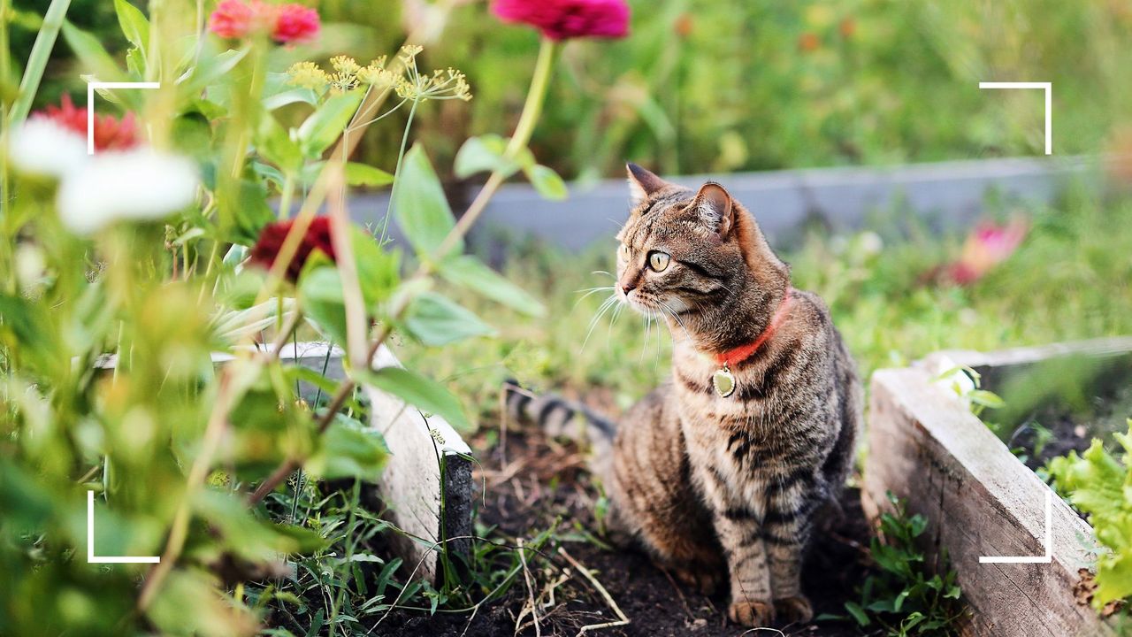 picture of tabby cat in garden near flowers 