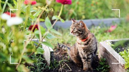 picture of tabby cat in garden near flowers to support harmless tips for how to deter cats from your garden